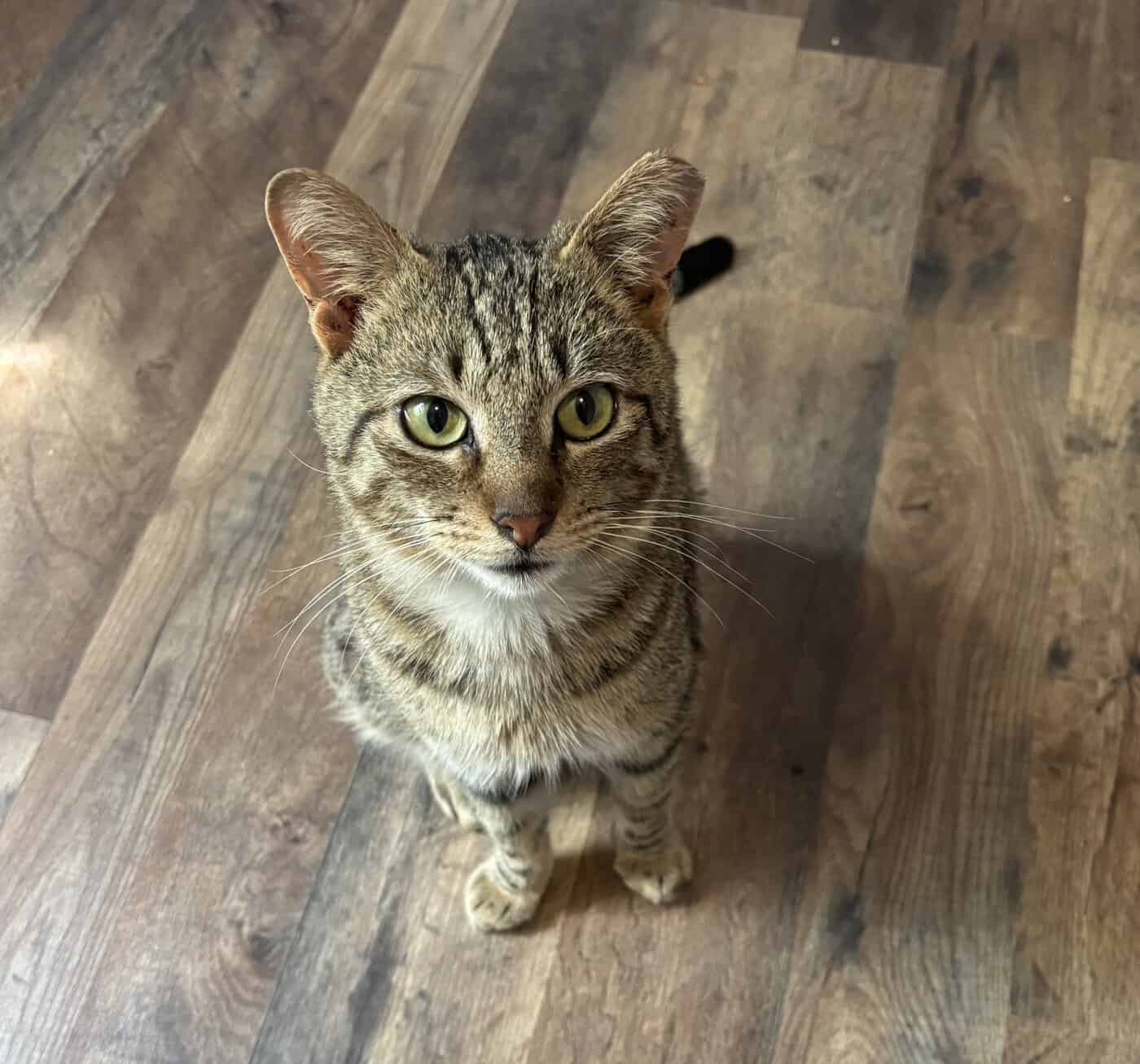 Tucker Kitty