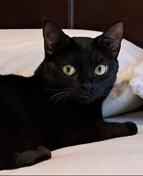 Josie
