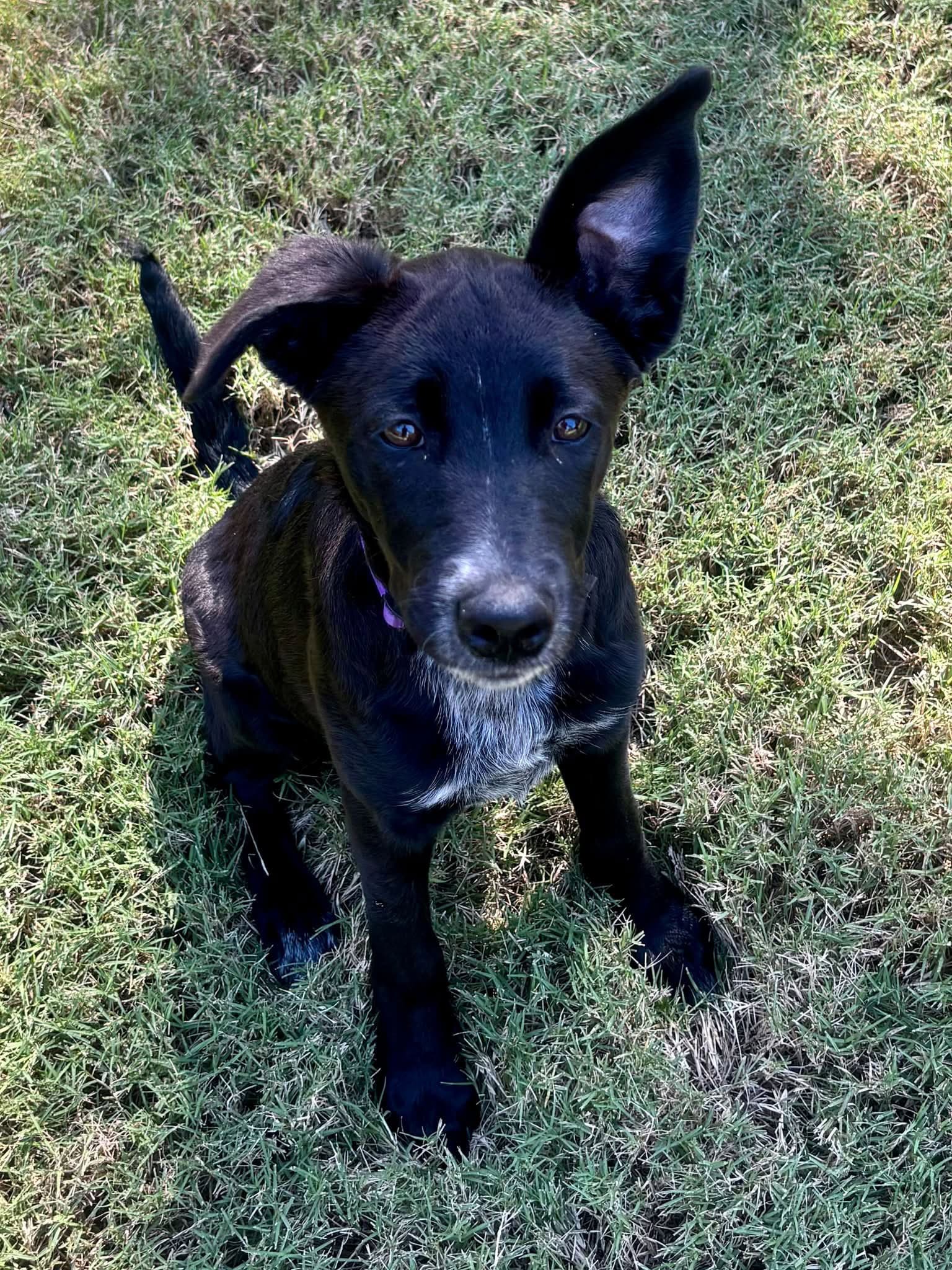 Lulu