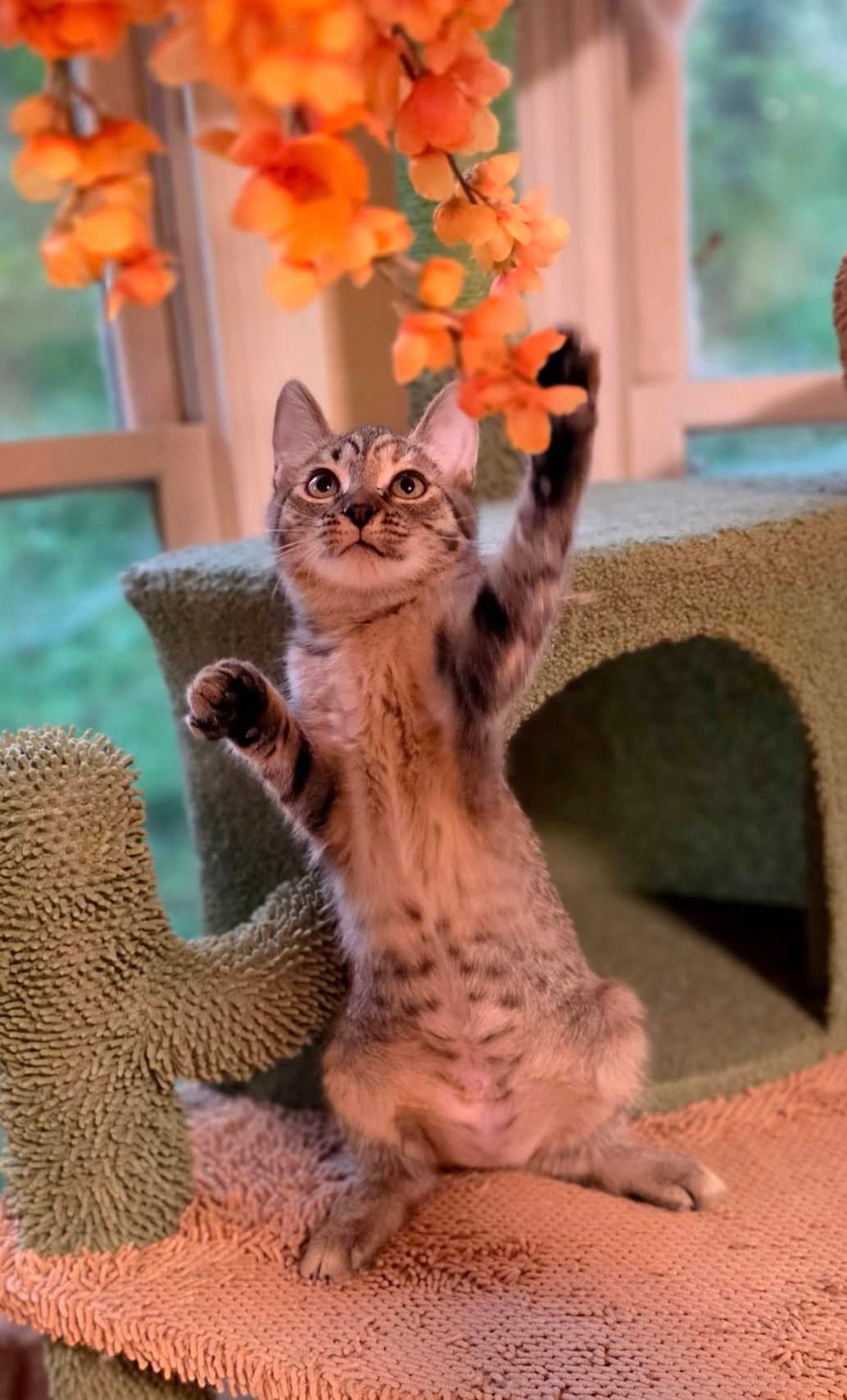 Triscuit