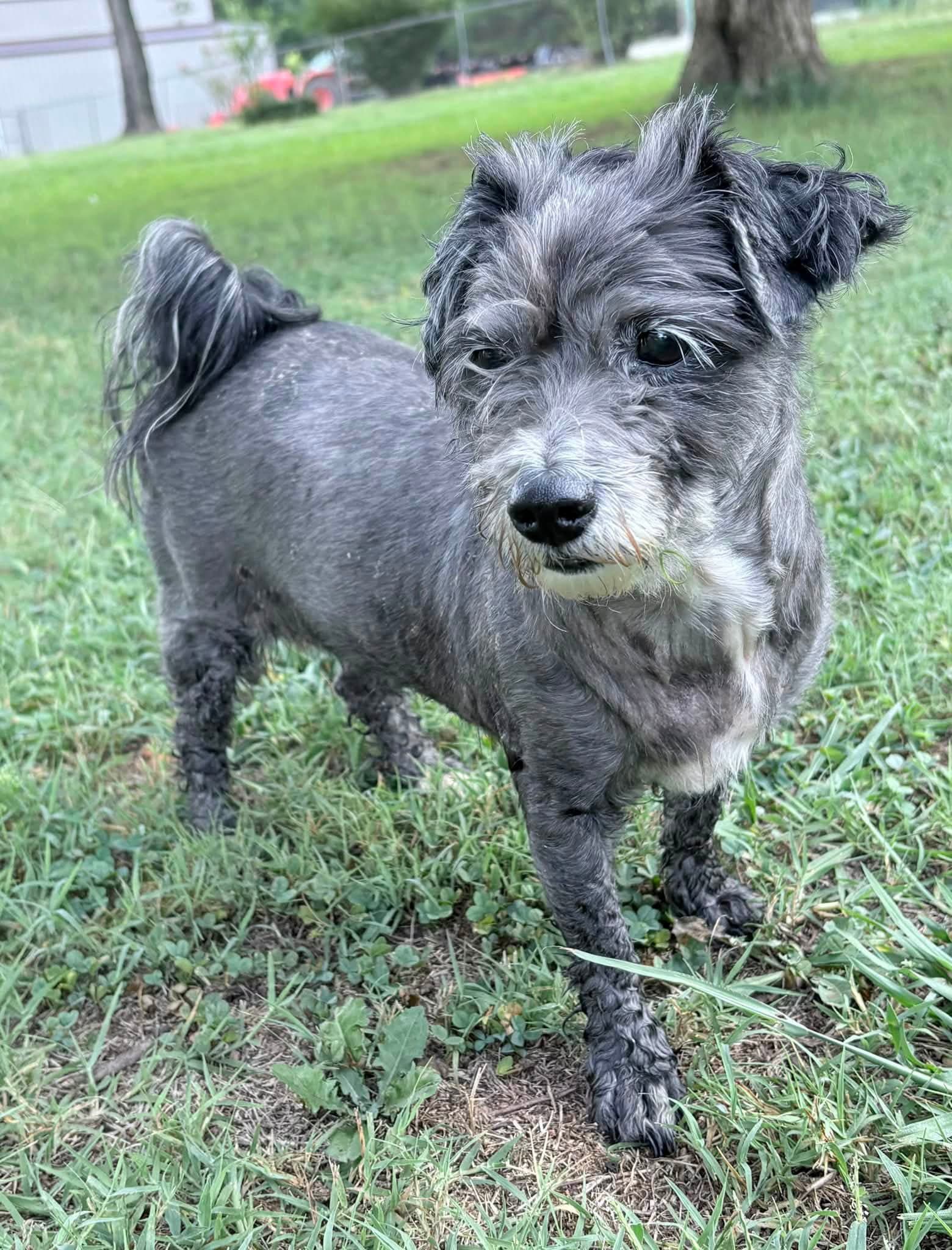 Maude