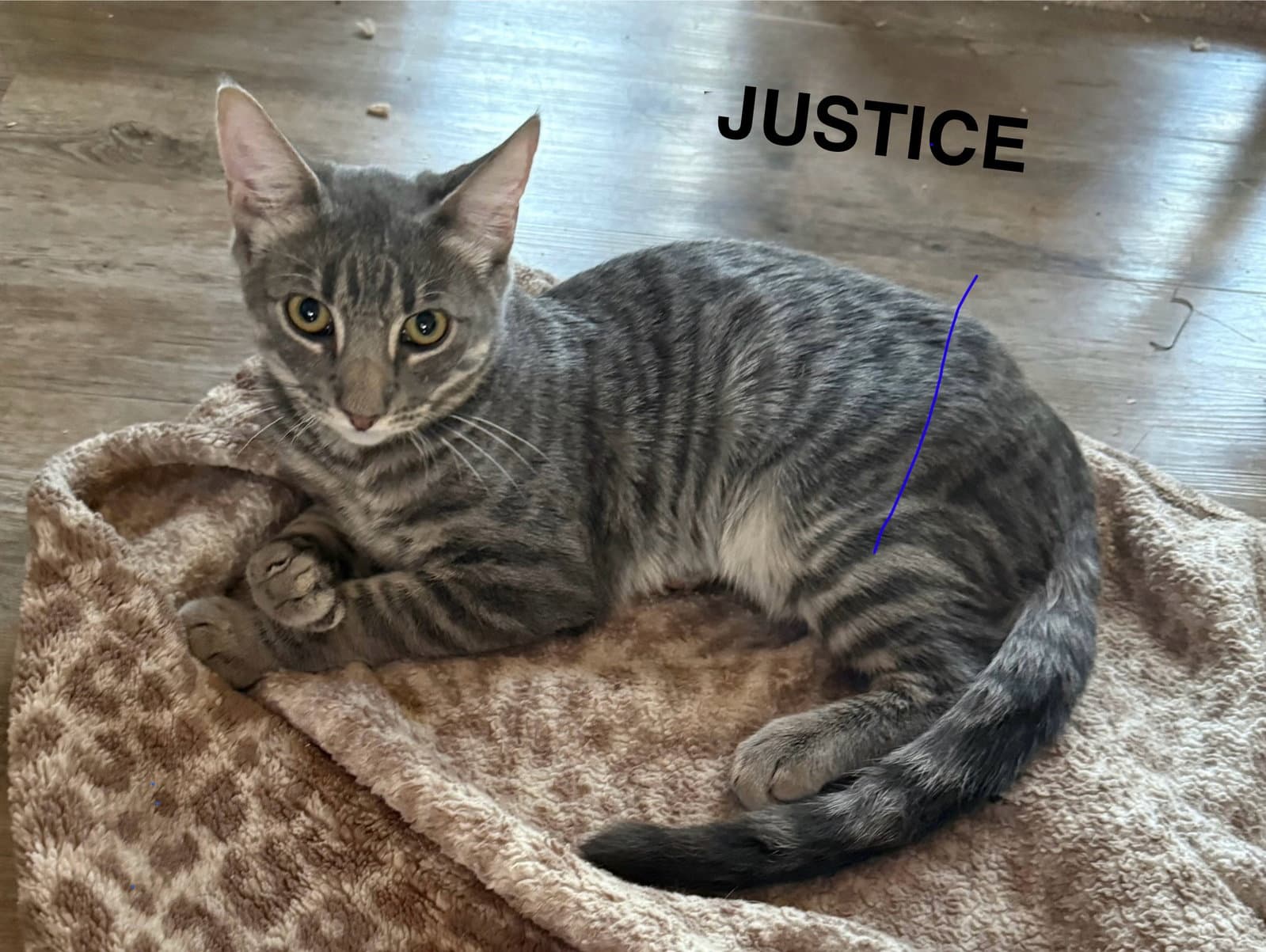 Justice