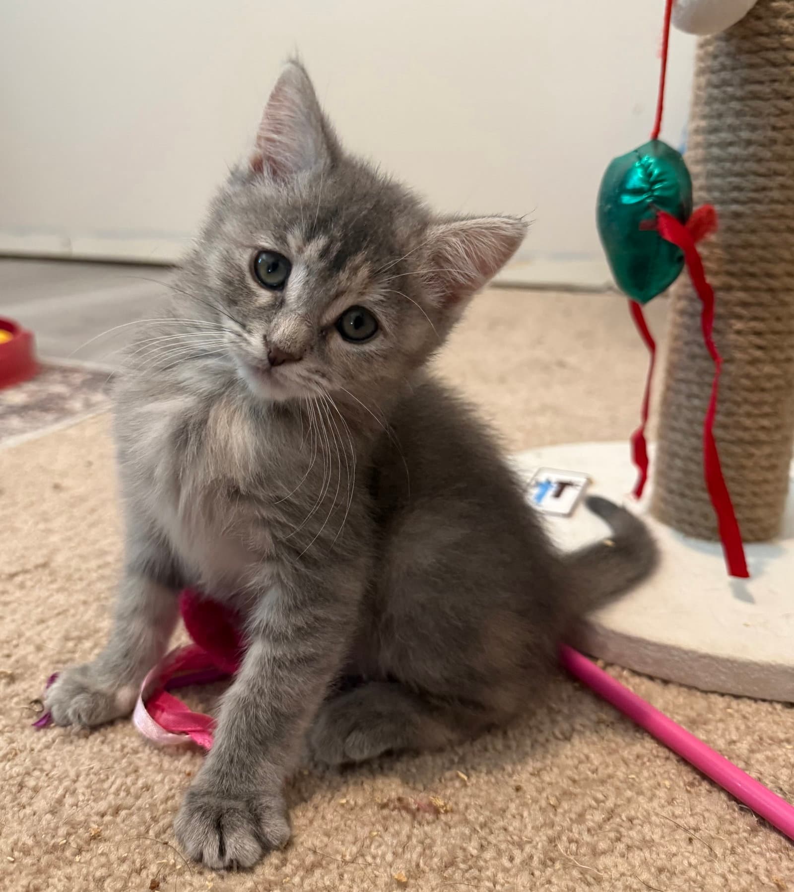 Kona - BONDED PAIR