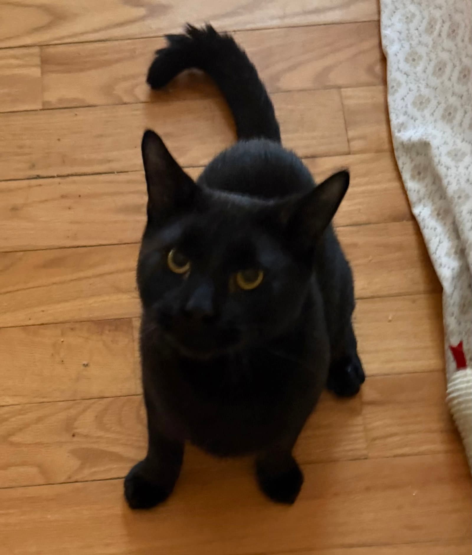 Rico - BONDED PAIR