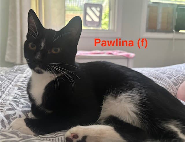 Pawlina - BONDED PAIR