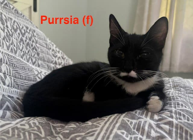 Purrsia - BONDED PAIR