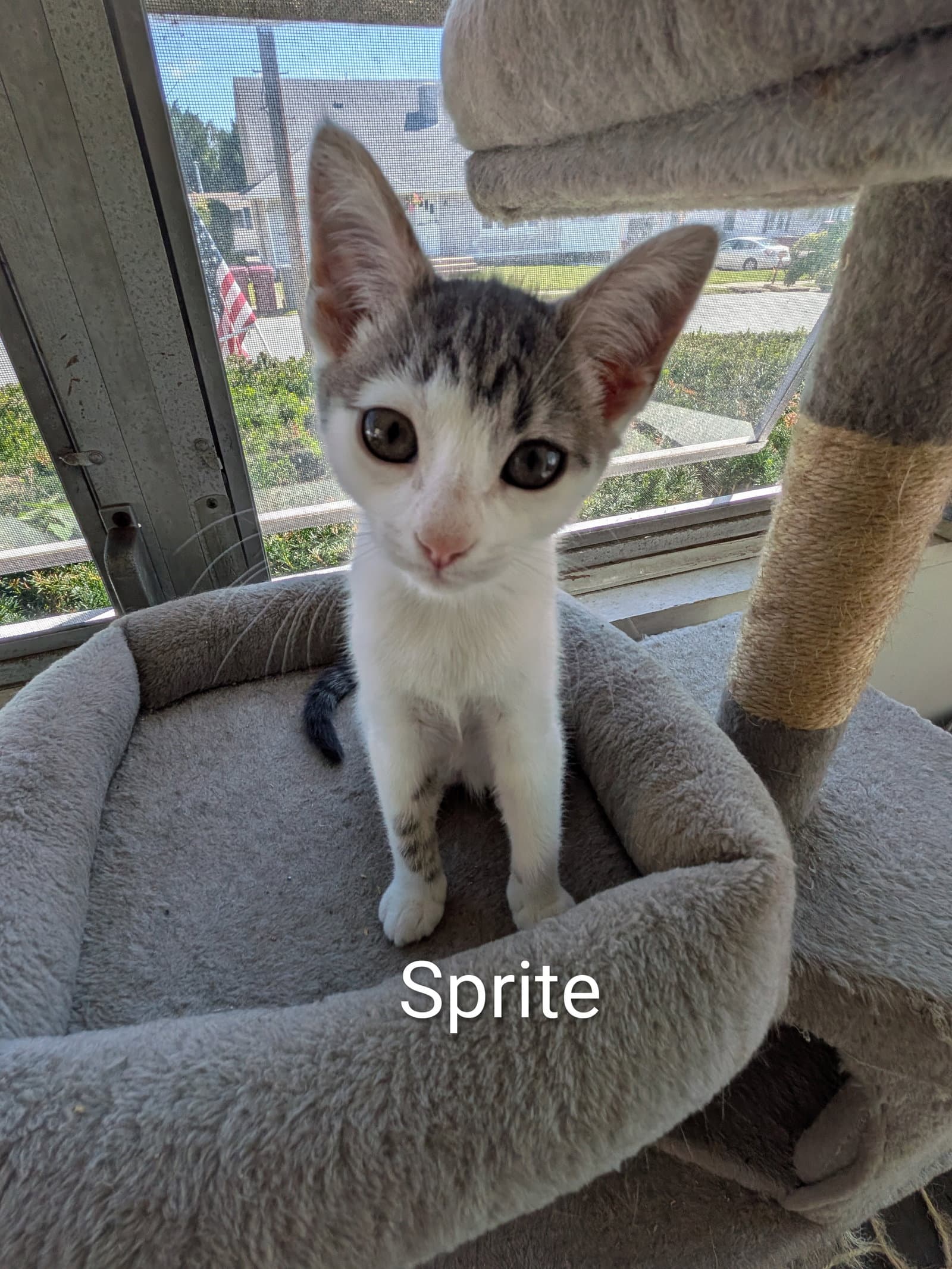Sprite