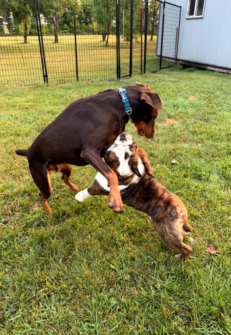 Atlas aka Doby Foster Needed!!