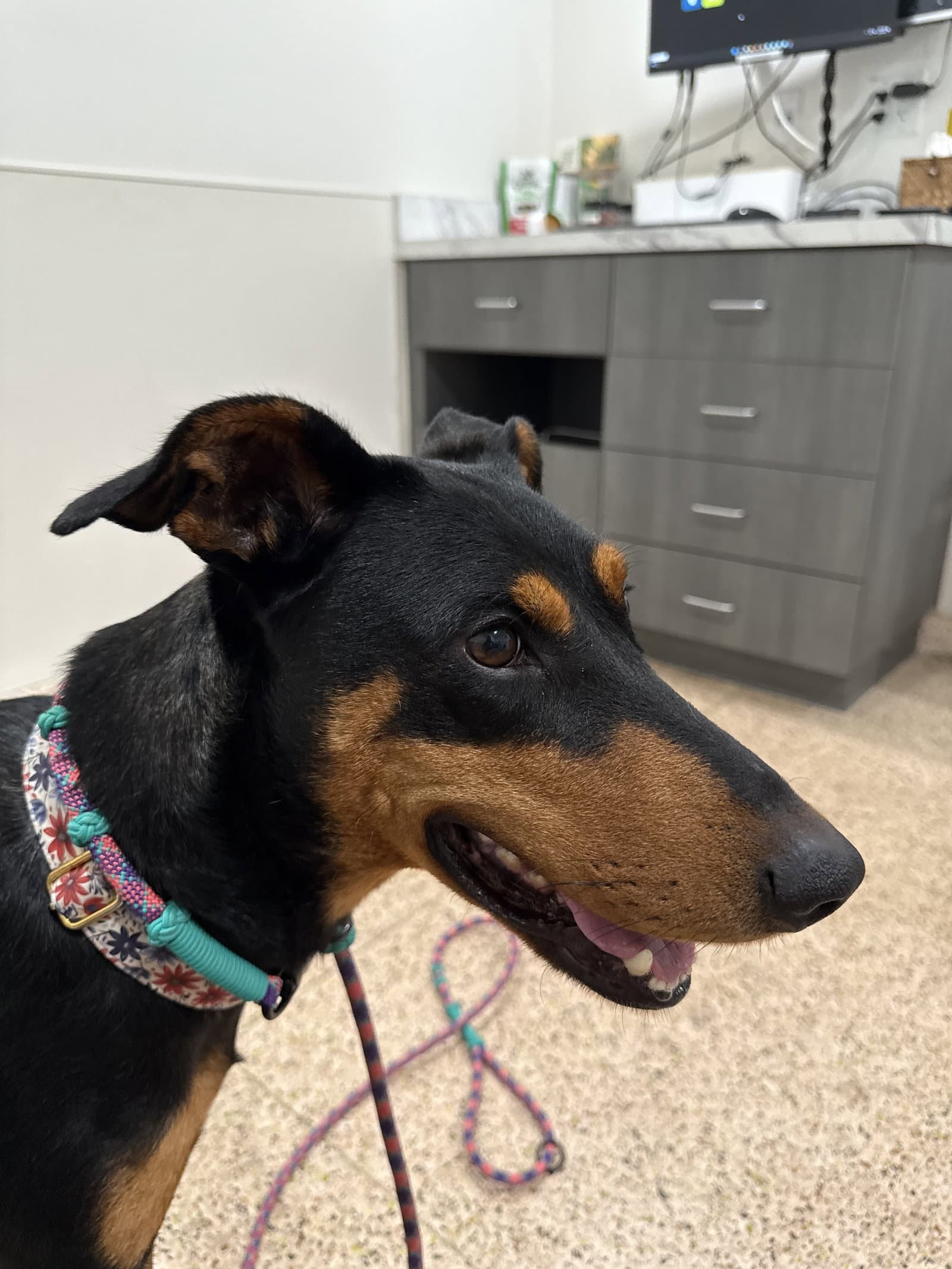 Jessie Adoption Pending!