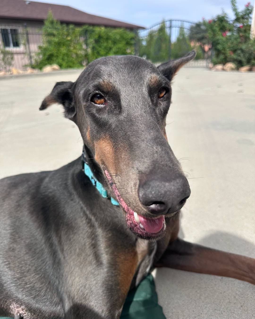 Diamond Adoption Pending!