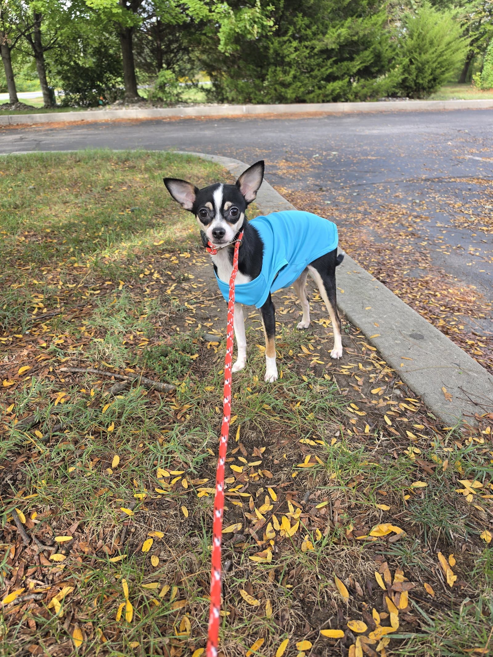 Benji
