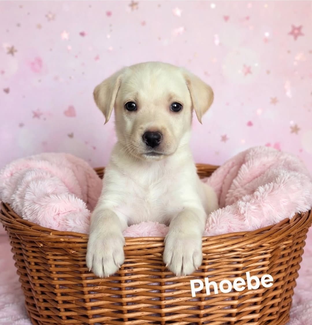 Phoebe