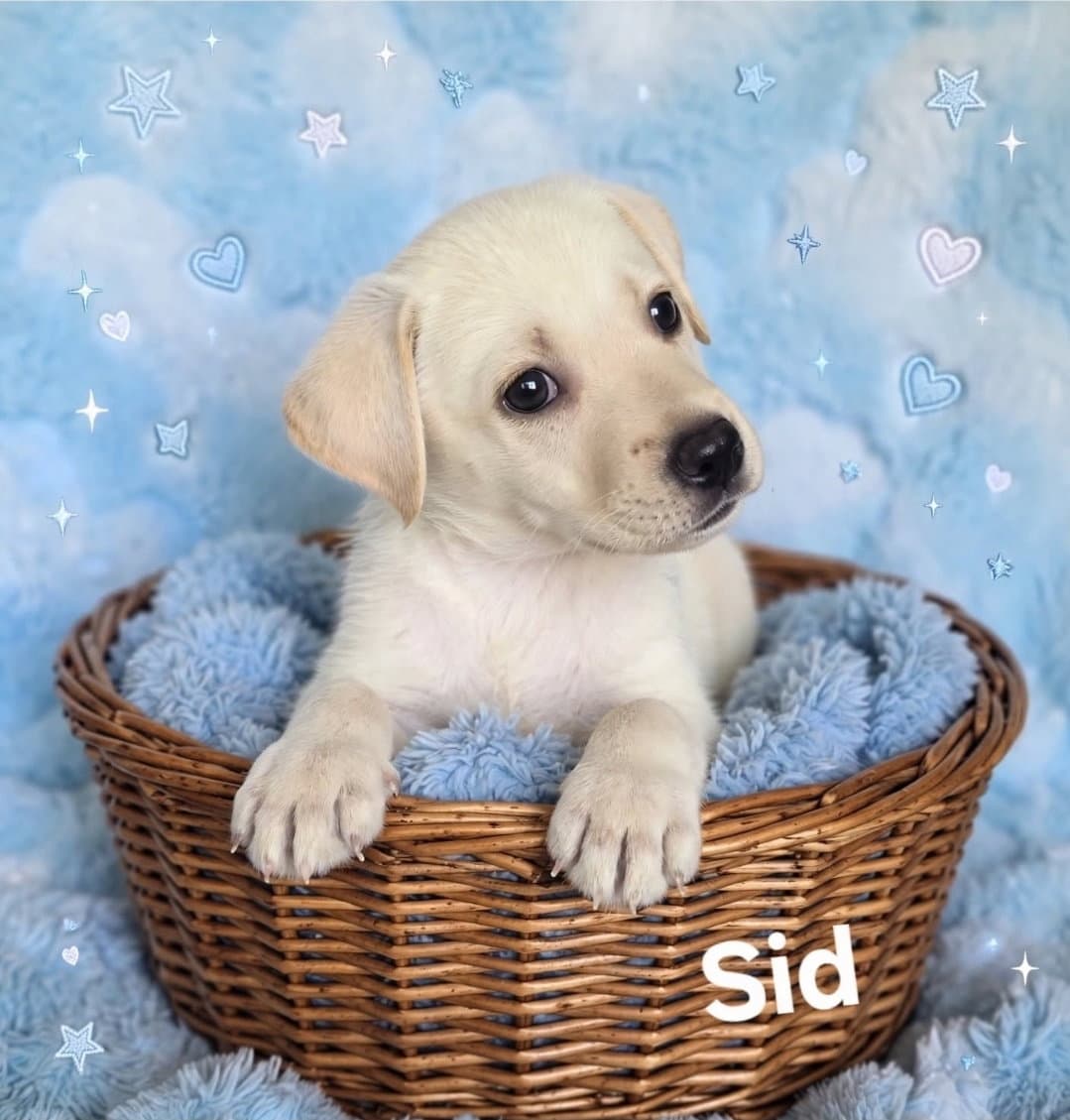 Sid