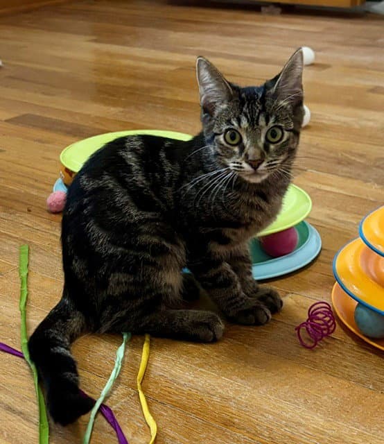 Pasha