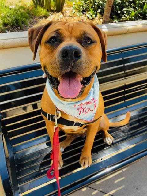 CHYLA