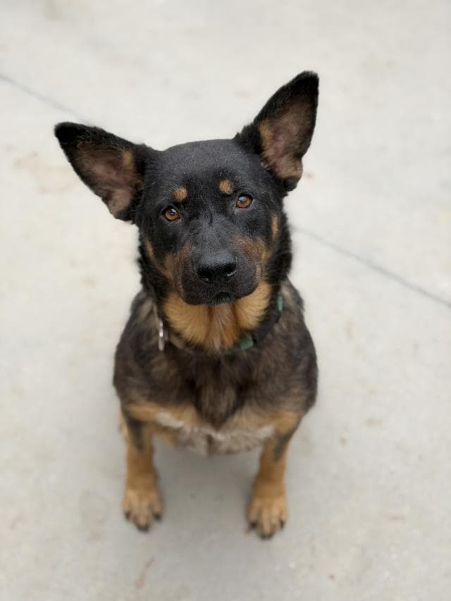 GRACIE