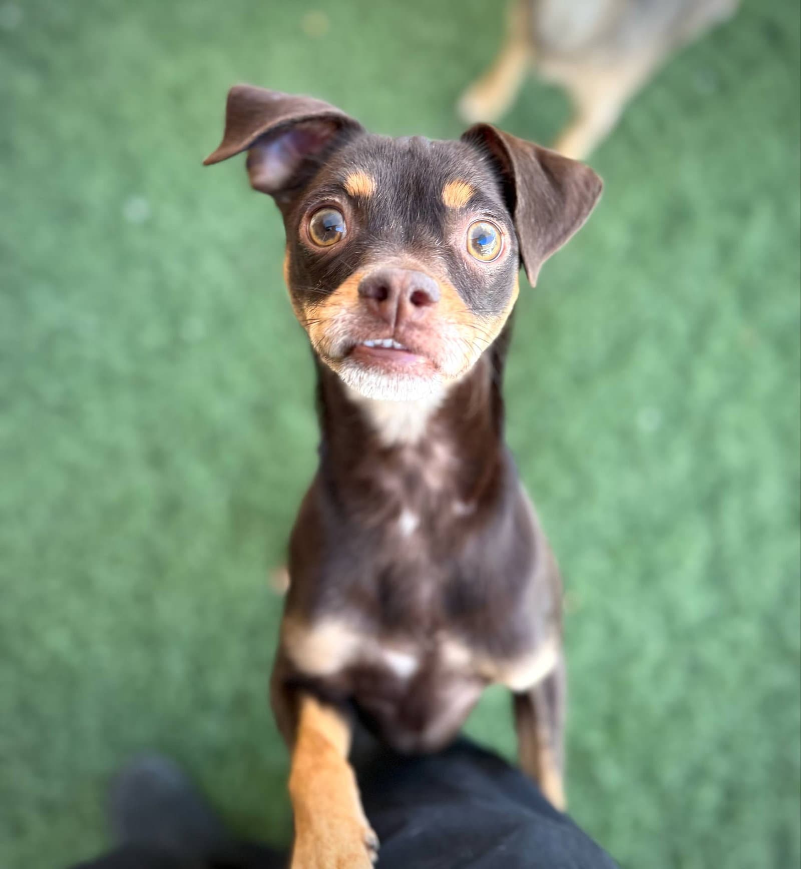 Kahlua