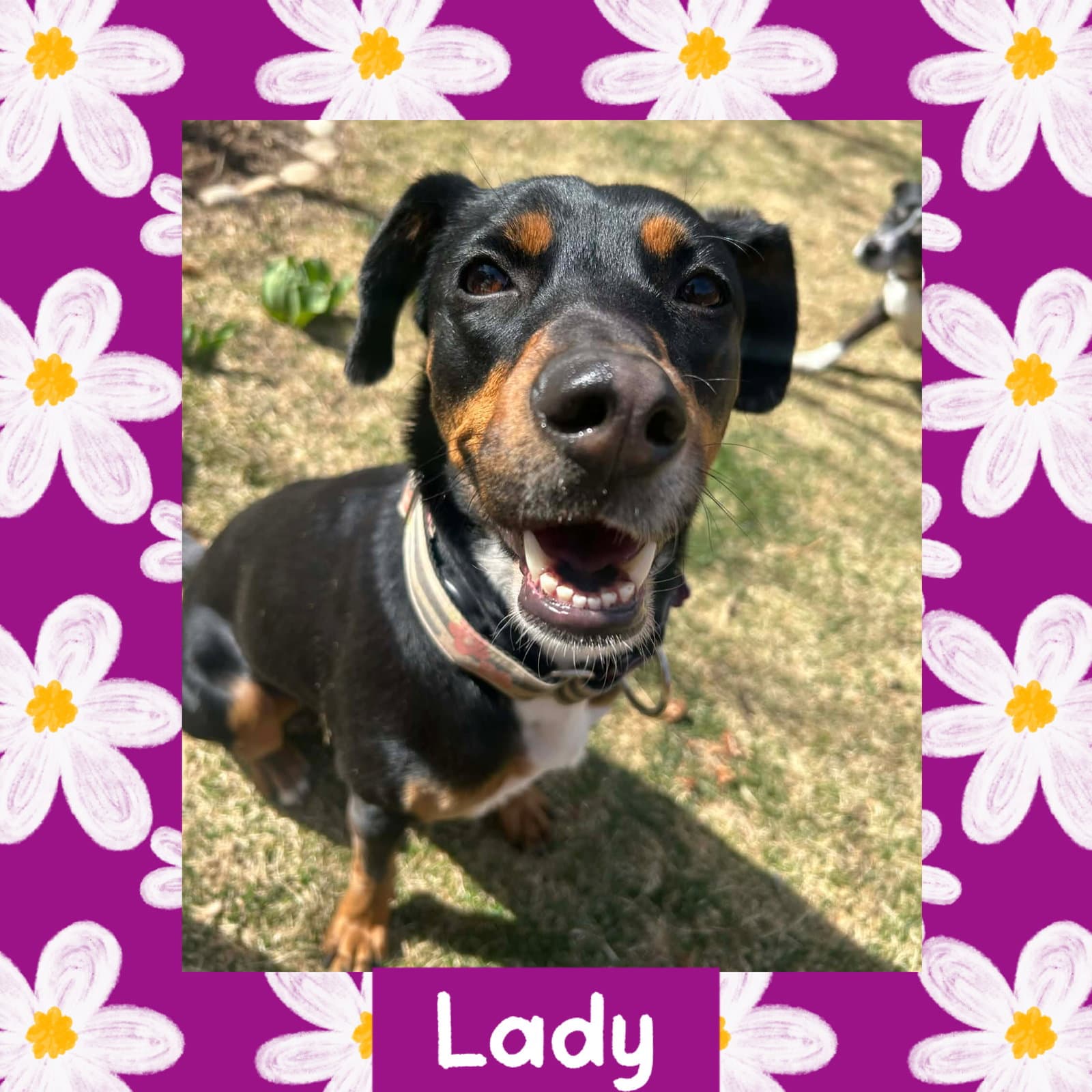 Lady