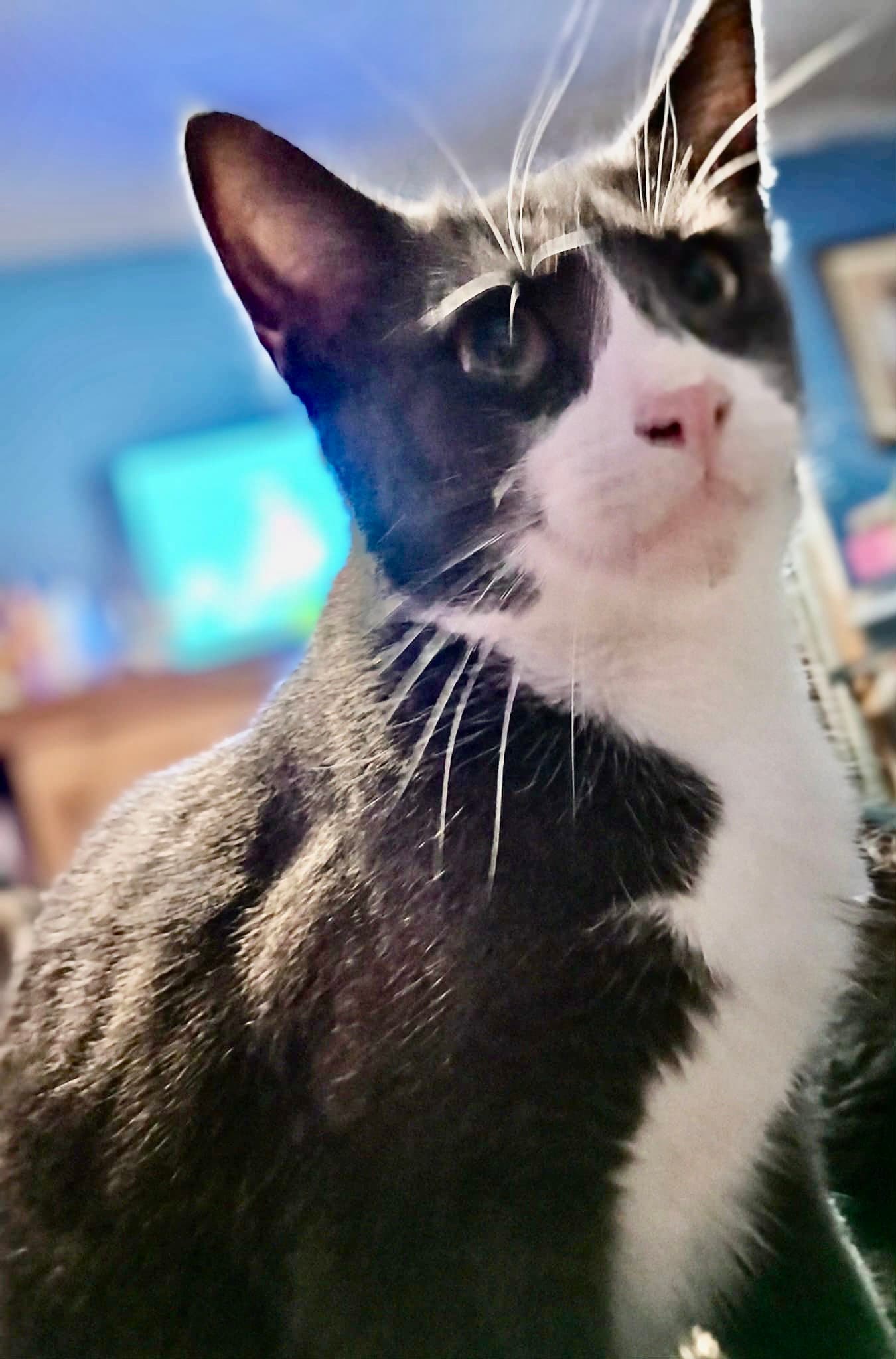 Mateo