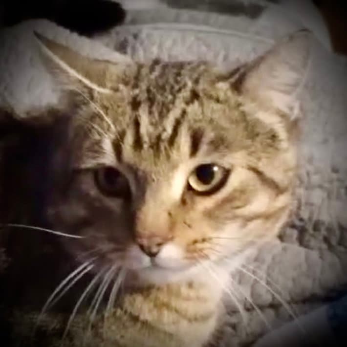 Barney (Blk & Tan Tabby)