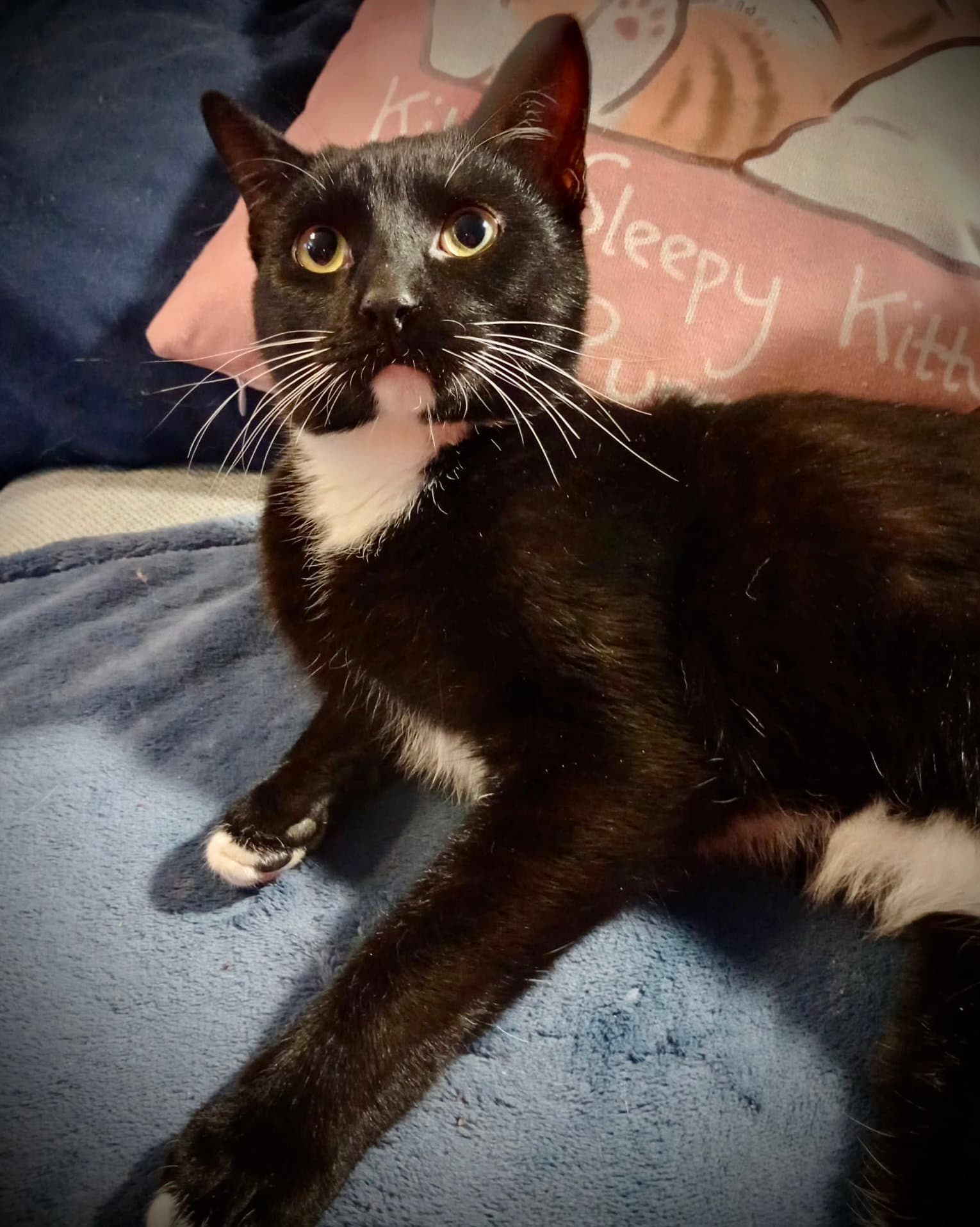 ***Chandler (Tux Male)