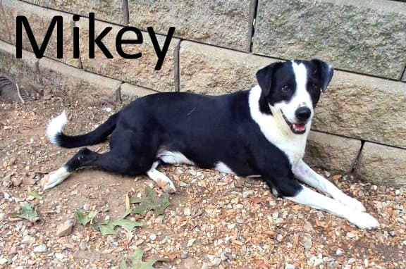 Mikey
