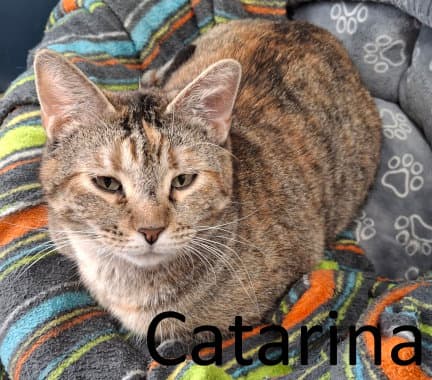 Catarina
