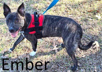 Ember
