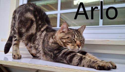 Arlo