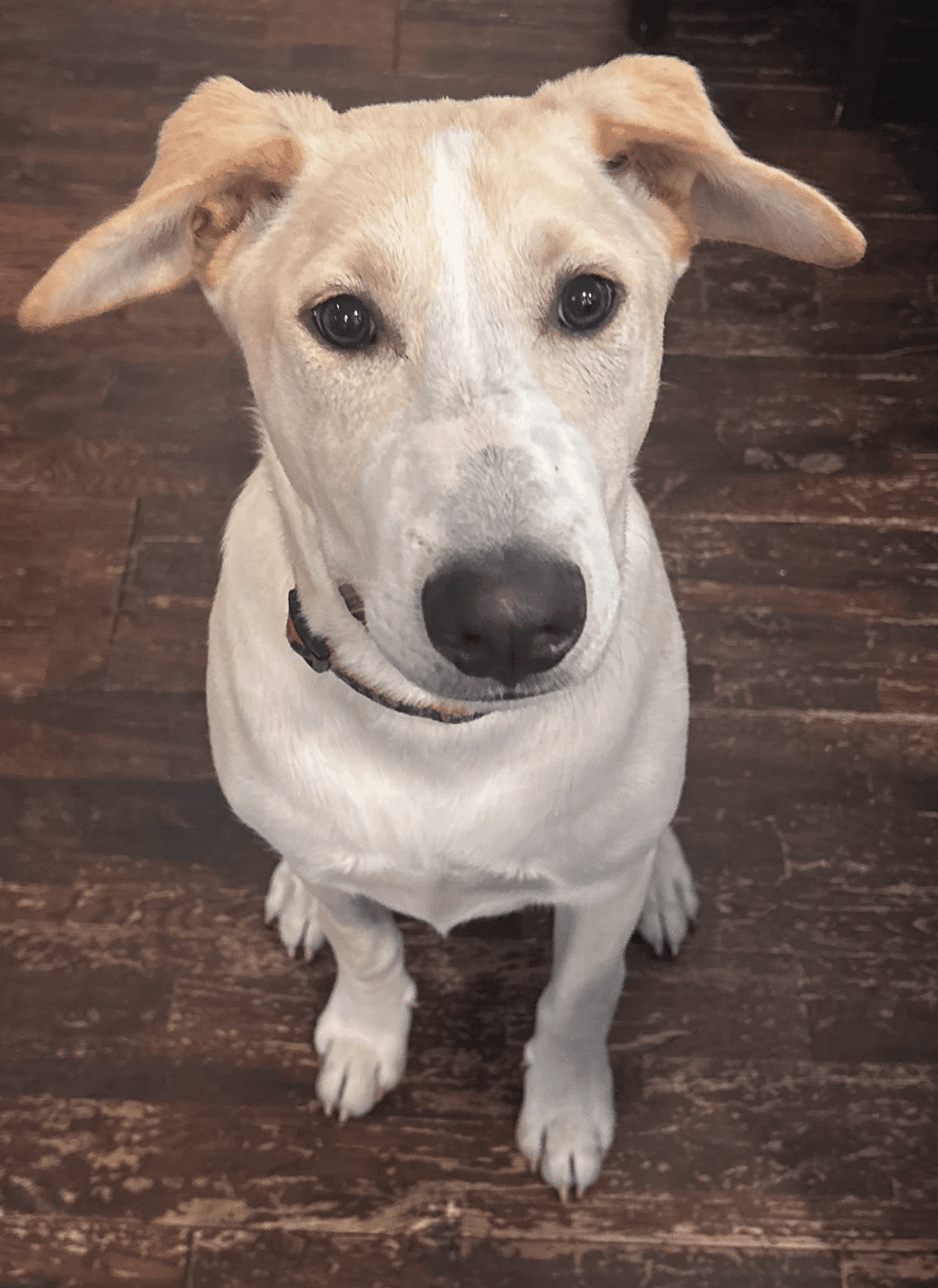 Max