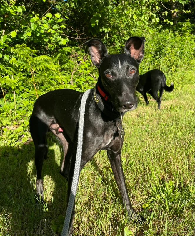 Handsome Jack