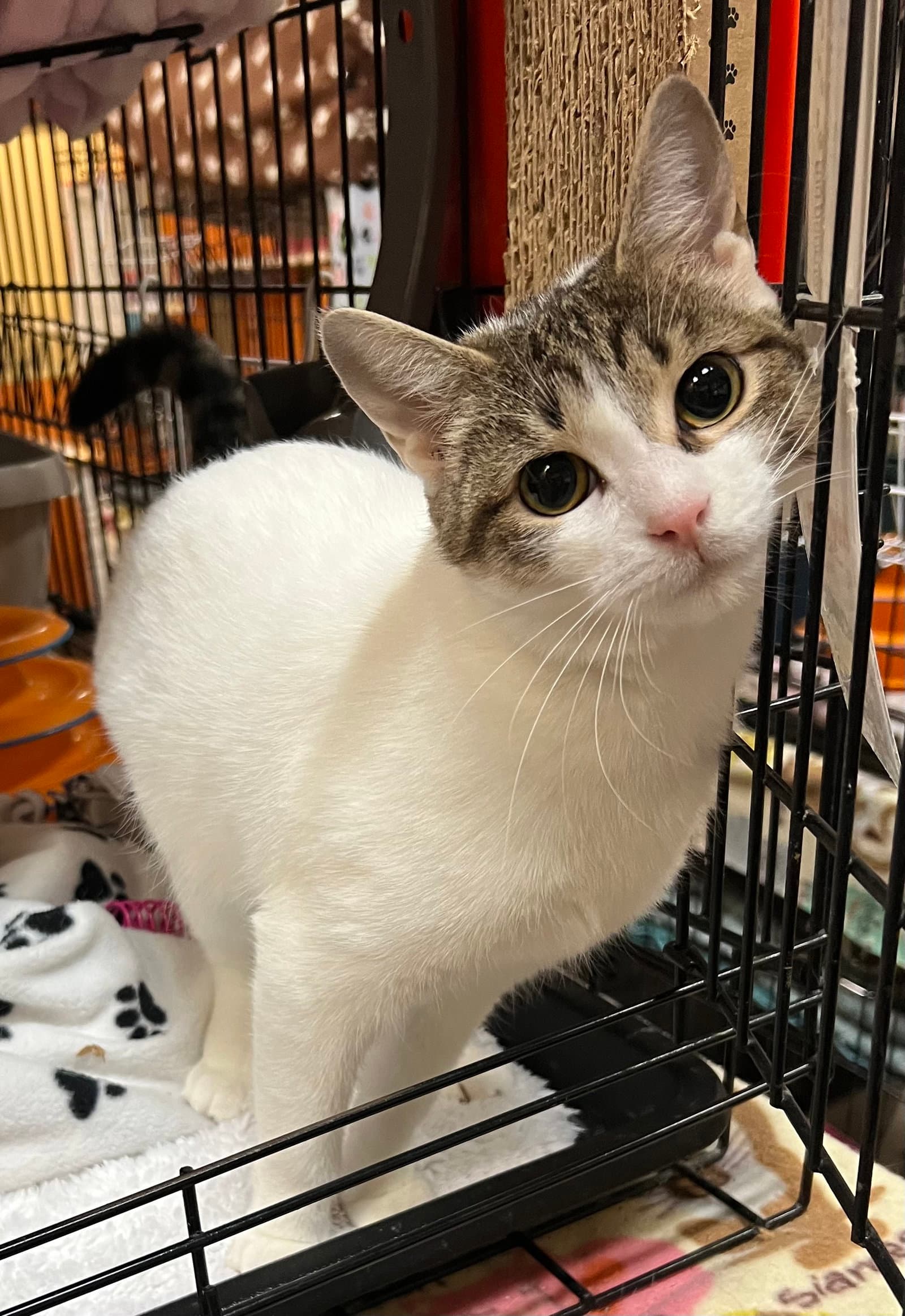 Chiffon