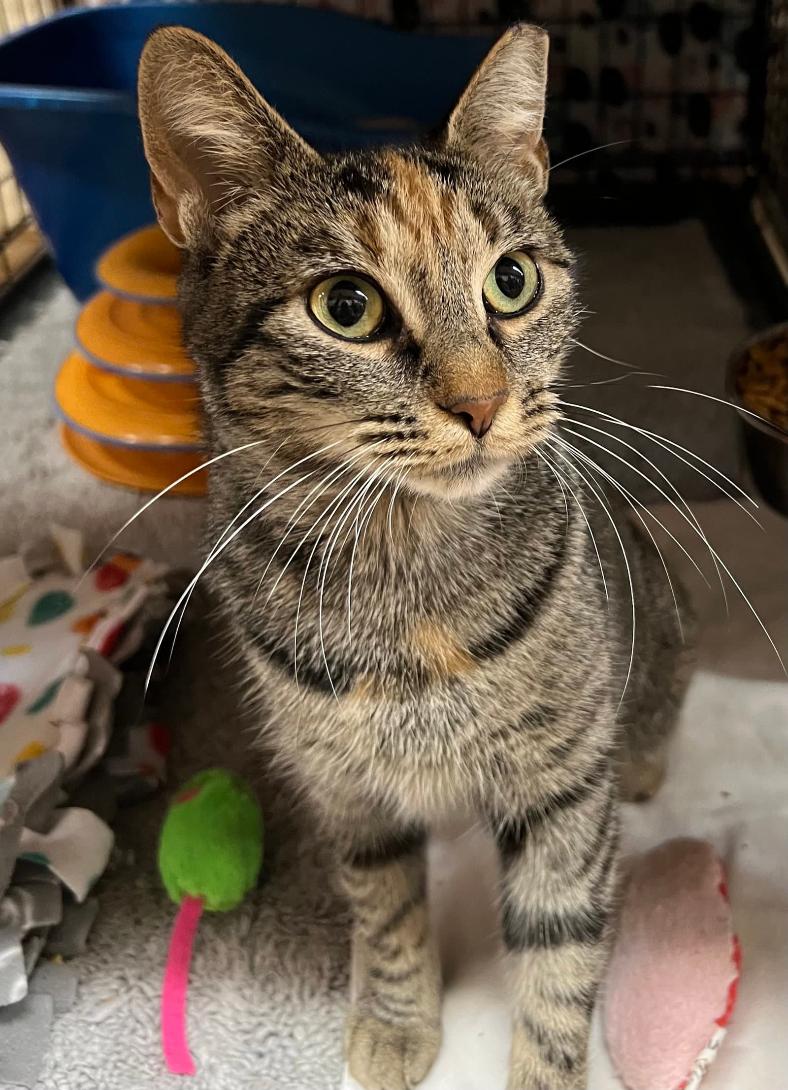 Ari