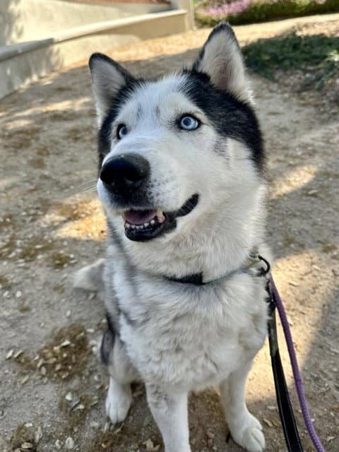 Finn