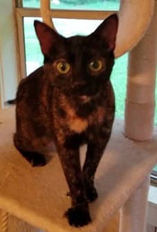 Kiki