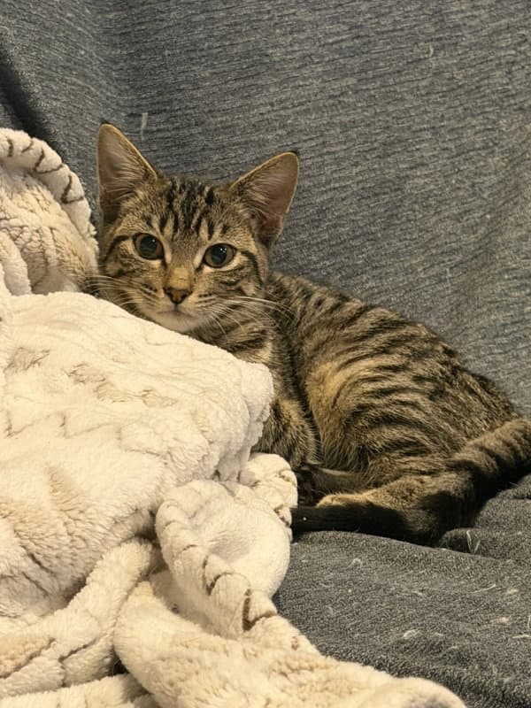 Tiny Tina