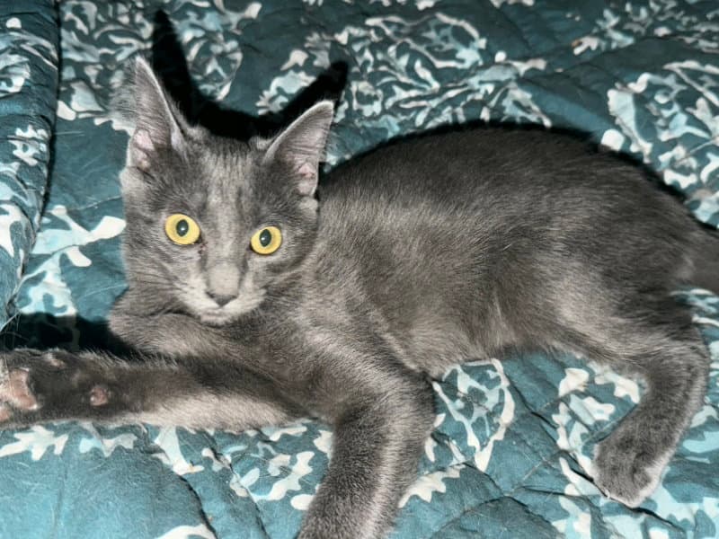 Zev