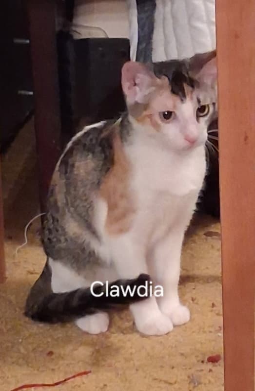 Clawdia