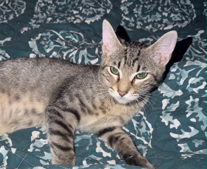 Bautista