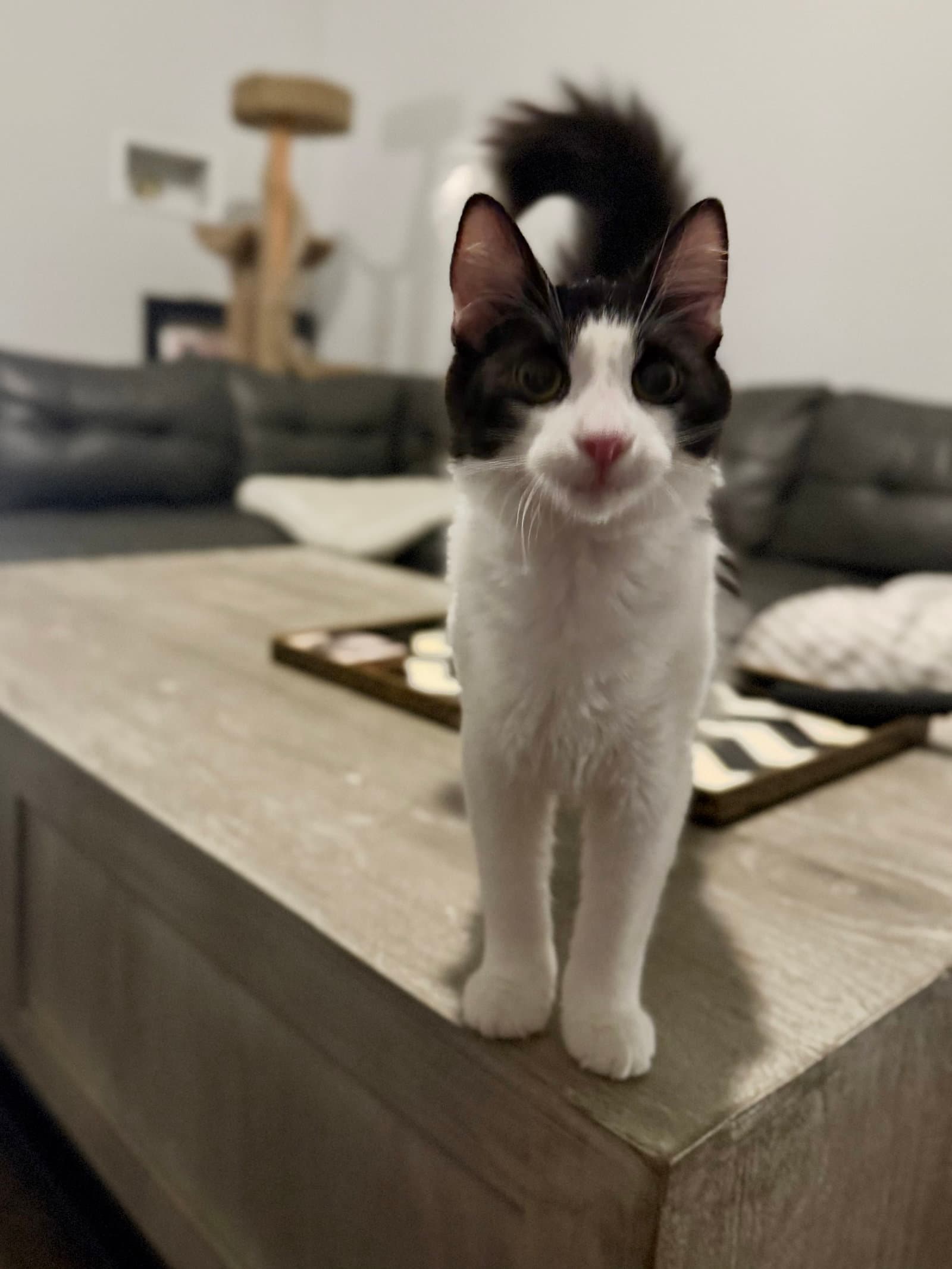 Cosmo