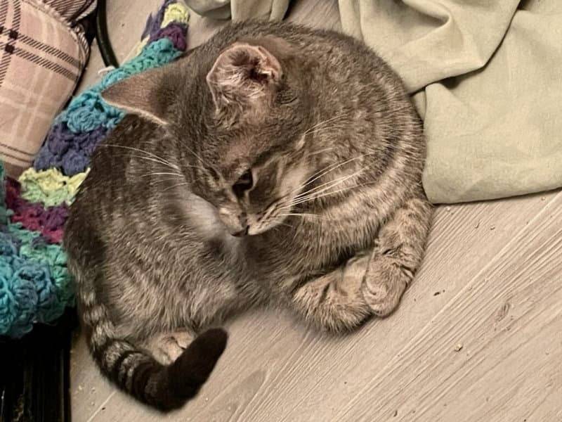 Puss in Boots