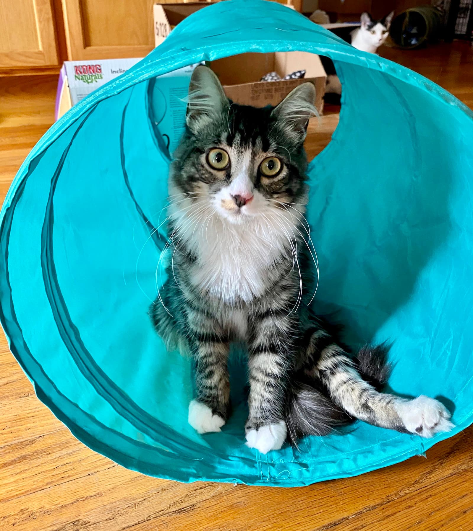 Percy