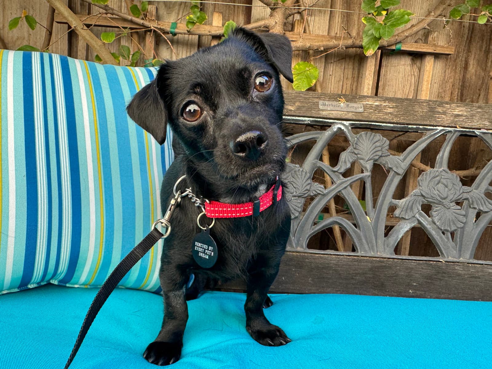 Darla