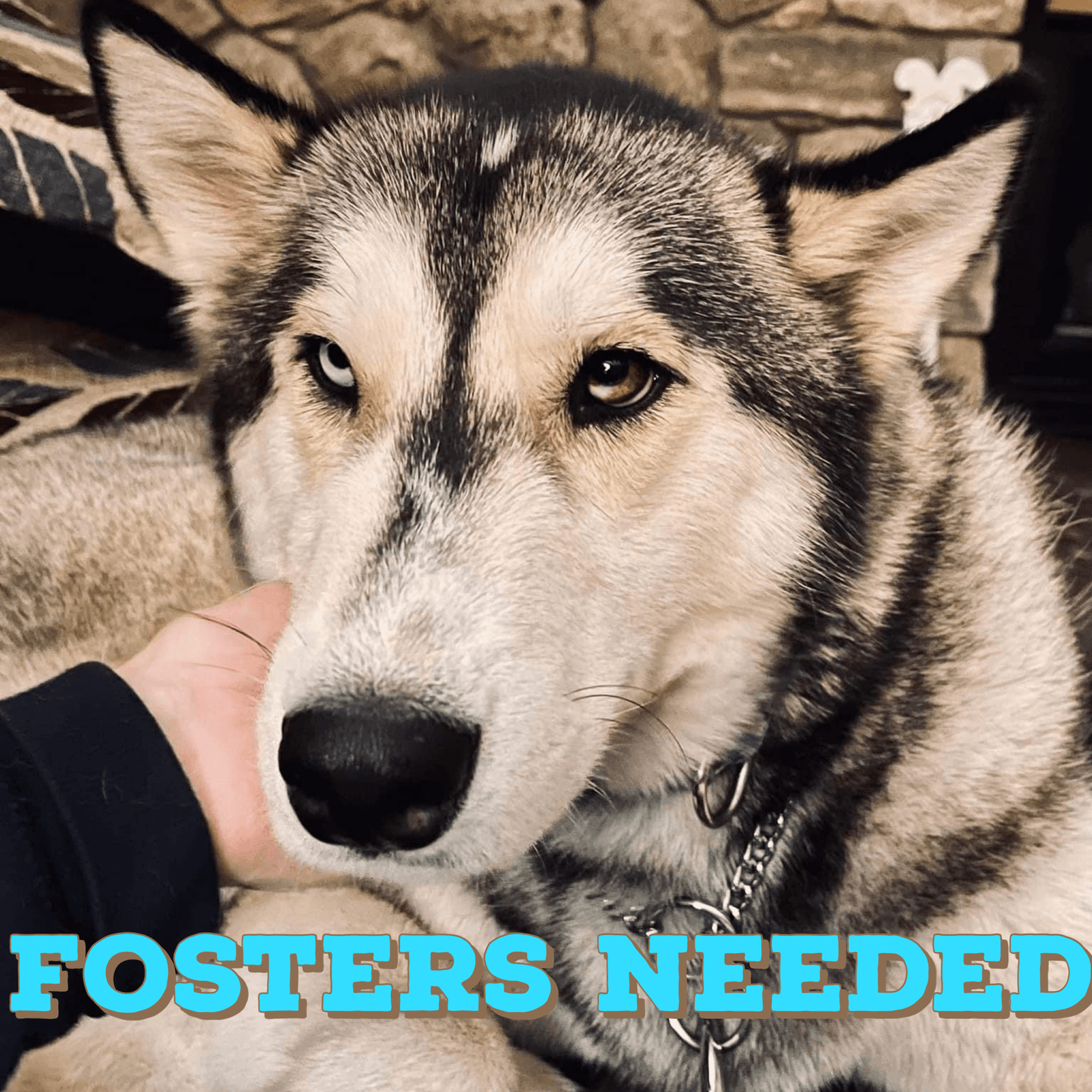 Foster Homes Needed