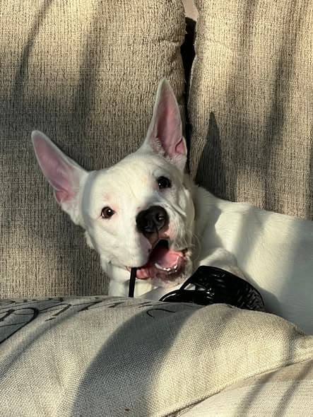 Piglet