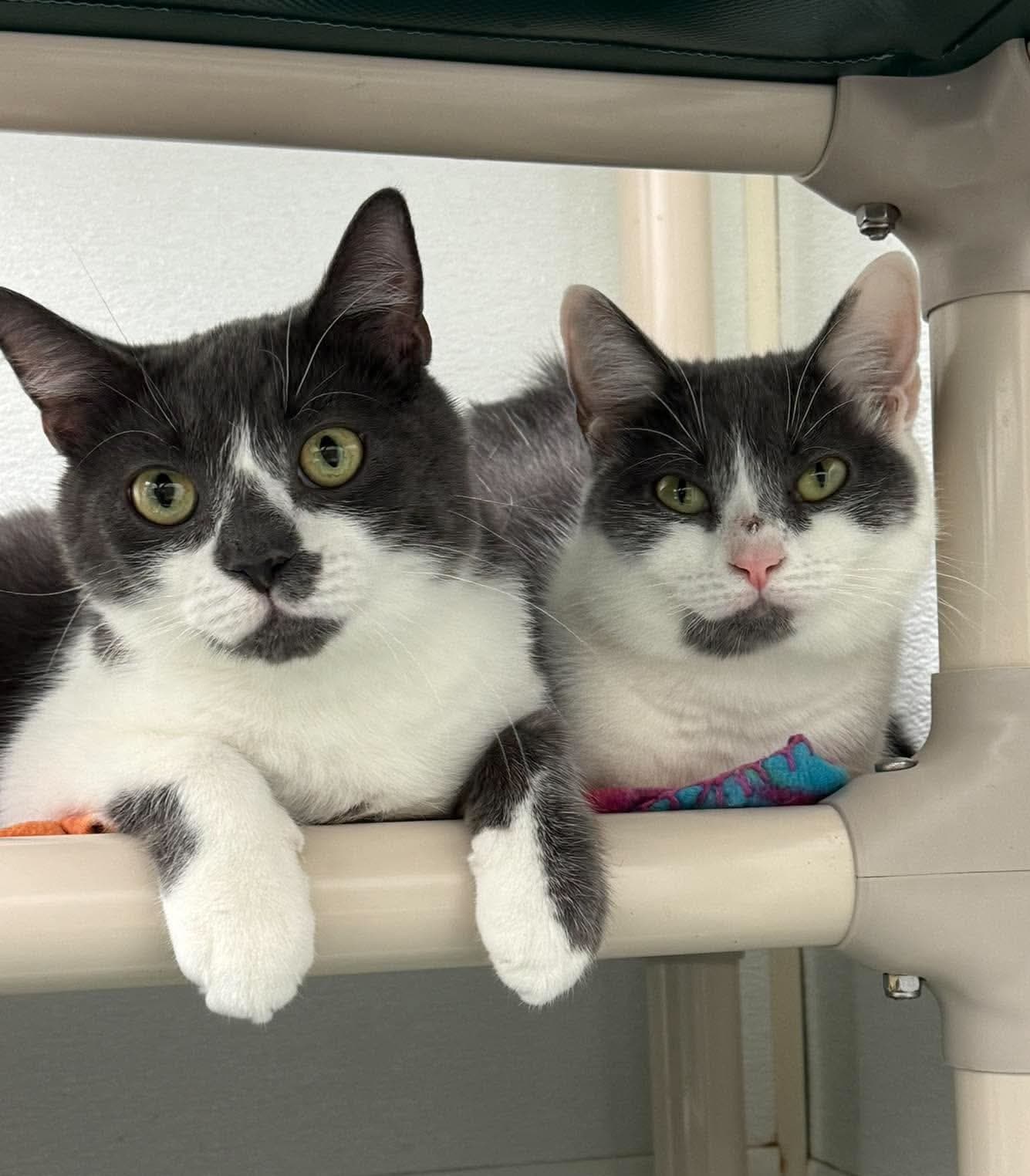 Nellie AND Little Oscar
