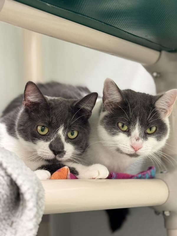 Little Oscar AND Nellie