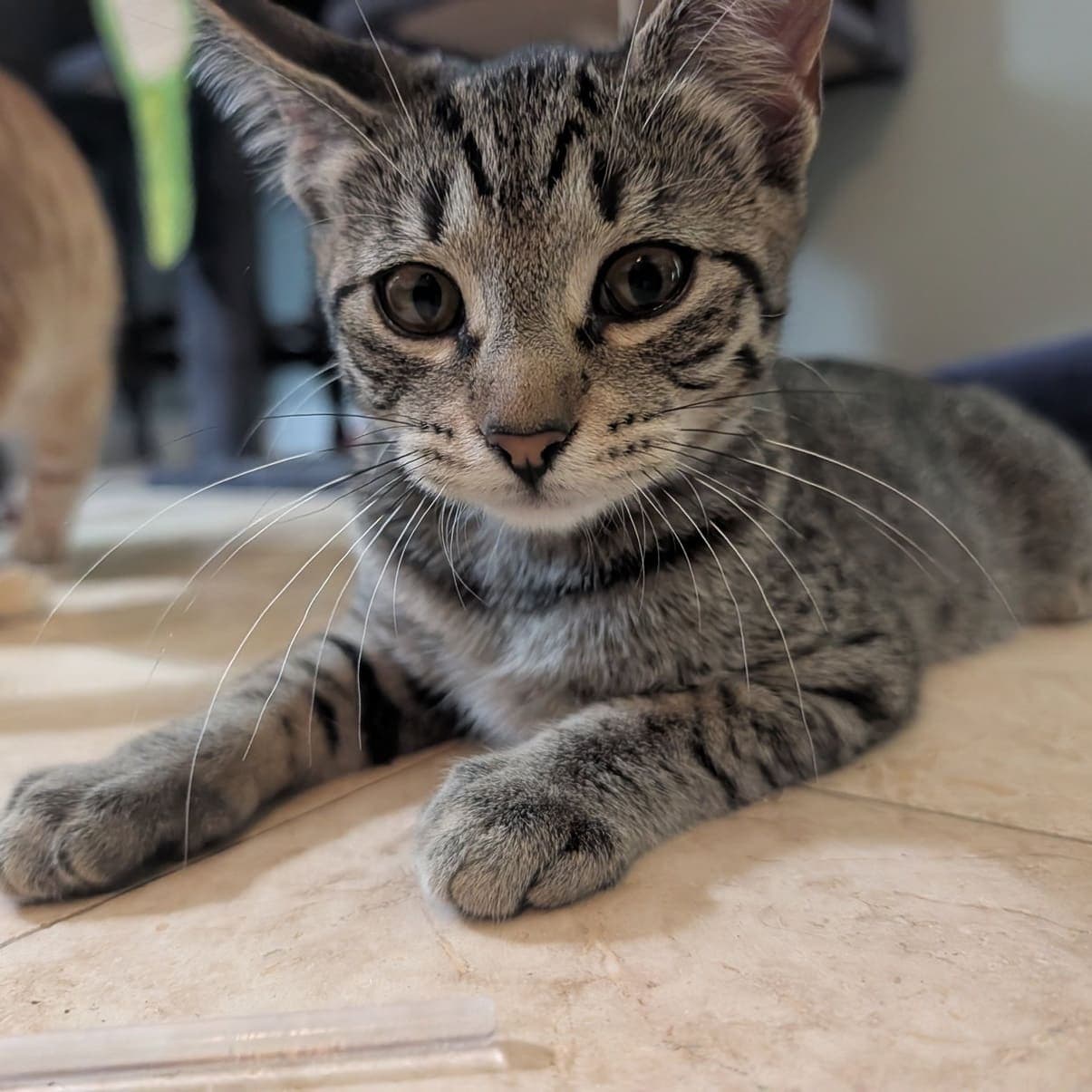 Widget