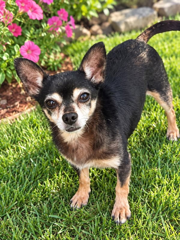 Chico [pointy ears]