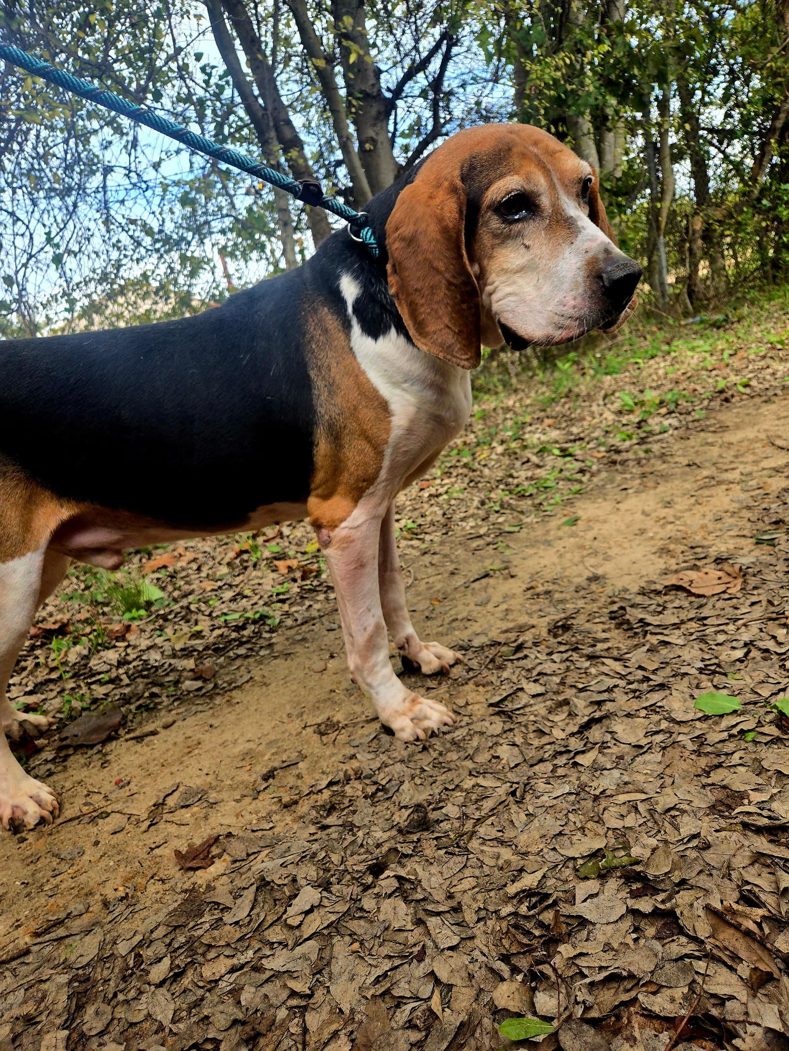 Rocko